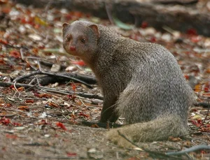 The Incredible Mongoose: Exploring the Fearless Fighting Skills and Unique Survival Instincts of the Herpestidae Family-5