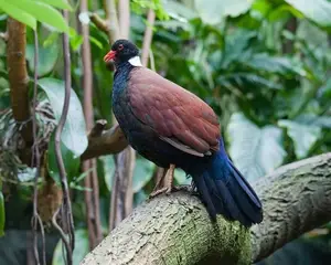 Discover the Pheasant Pigeon: Rare, Enigmatic Bird of New Guinea's Tropical Forests-8