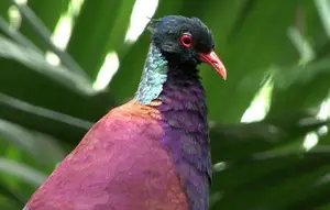 Discover the Pheasant Pigeon: Rare, Enigmatic Bird of New Guinea's Tropical Forests-0