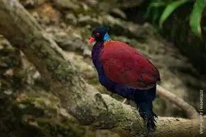 Discover the Pheasant Pigeon: Rare, Enigmatic Bird of New Guinea's Tropical Forests-7