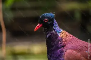Discover the Pheasant Pigeon: Rare, Enigmatic Bird of New Guinea's Tropical Forests-4