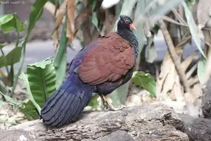 Discover the Pheasant Pigeon: Rare, Enigmatic Bird of New Guinea's Tropical Forests-3
