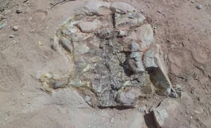 Unveiling Yeneen houssayi: The Massive 10-Ton Prehistoric Titanosaur Discovery That Rewrites Ancient History-4