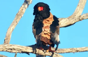 Meet the Bateleur: Africa’s Most Striking Red-Faced Raptor and Master of the Skies-0