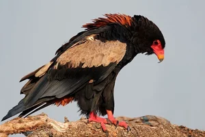 Meet the Bateleur: Africa’s Most Striking Red-Faced Raptor and Master of the Skies-2