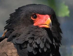 Meet the Bateleur: Africa’s Most Striking Red-Faced Raptor and Master of the Skies-5