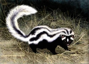 Discover the Wild Charm of the African Striped Polecat - Africa's Most Fearless Resident-1