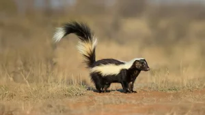 Discover the Wild Charm of the African Striped Polecat - Africa's Most Fearless Resident-3
