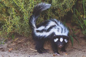 Discover the Wild Charm of the African Striped Polecat - Africa's Most Fearless Resident-7