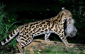 Margay Cat: Cunning Hunter, Master Climber Mimicking Monkey Calls to Lure Prey-3