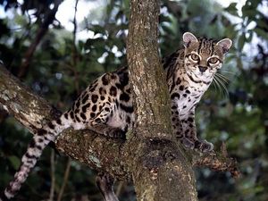 Margay Cat: Cunning Hunter, Master Climber Mimicking Monkey Calls to Lure Prey-0