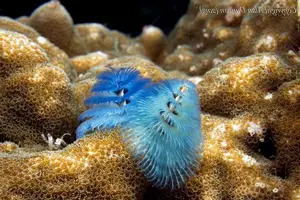 Christmas Tree Worm: Vibrant marine creature, mysteriously living in tropical coral reefs.-2