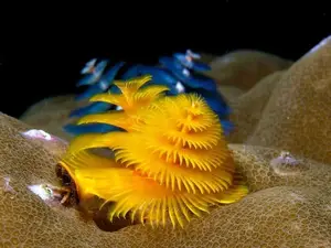 Christmas Tree Worm: Vibrant marine creature, mysteriously living in tropical coral reefs.-0