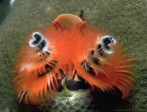 Christmas Tree Worm: Vibrant marine creature, mysteriously living in tropical coral reefs.-6