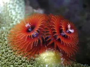 Christmas Tree Worm: Vibrant marine creature, mysteriously living in tropical coral reefs.-5