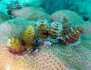 Christmas Tree Worm: Vibrant marine creature, mysteriously living in tropical coral reefs.-4