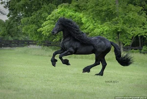 10 Most Unique and Majestic Horse Breeds You Need to See: A Guide to Rare Equine Beauty from Around the World-5