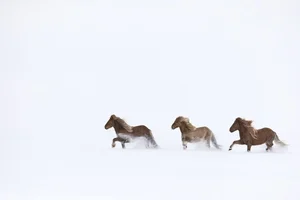 10 Most Unique and Majestic Horse Breeds You Need to See: A Guide to Rare Equine Beauty from Around the World-3