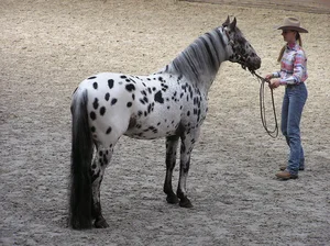 10 Most Unique and Majestic Horse Breeds You Need to See: A Guide to Rare Equine Beauty from Around the World-4