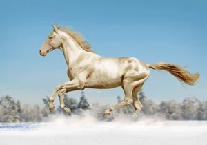 10 Most Unique and Majestic Horse Breeds You Need to See: A Guide to Rare Equine Beauty from Around the World-6