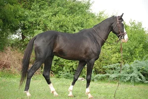 10 Most Unique and Majestic Horse Breeds You Need to See: A Guide to Rare Equine Beauty from Around the World-8