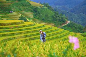 Explore Vietnam's Majestic Terraced Fields: Where Nature Meets Human Spirit 1000019782-5