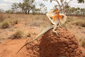Discover the Frilled-Neck Lizard: Australia’s Prehistoric Reptile with an Iconic Biological Umbrella Defense and Unique Bipedal Running Skills-2