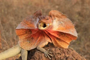 Discover the Frilled-Neck Lizard: Australia’s Prehistoric Reptile with an Iconic Biological Umbrella Defense and Unique Bipedal Running Skills-0