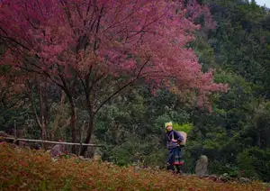 Discover Mù Cang Chải's Tớ Dày Flower Season: The Captivating Beauty of Northwestern Mountains Awaits You!-2