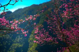 Discover Mù Cang Chải's Tớ Dày Flower Season: The Captivating Beauty of Northwestern Mountains Awaits You!-5
