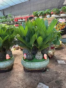 Exquisite Mai Chieu Thuy Mini Bonsai A Sophisticated Touch For Your Tet 2026 Home Decor-9