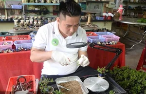 Exquisite Mai Chieu Thuy Mini Bonsai A Sophisticated Touch For Your Tet 2026 Home Decor-7