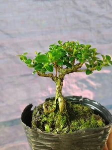 Exquisite Mai Chieu Thuy Mini Bonsai A Sophisticated Touch For Your Tet 2026 Home Decor-3