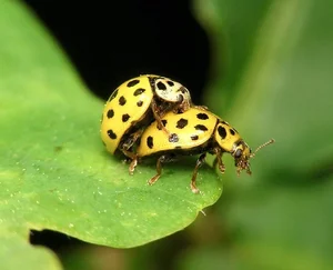 Discover the 20-Spotted Ladybird Beetle: The Unique Fungus-Eating Garden Helper Psyllobora Vigintiduopunctata-2