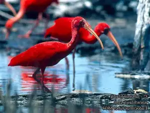 Scarlet Ibis: Caribbean's Vibrant Ecological Icon Soaring Through Wild Wetlands-2