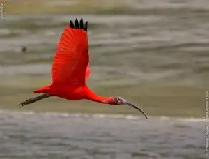 Scarlet Ibis: Caribbean's Vibrant Ecological Icon Soaring Through Wild Wetlands-0