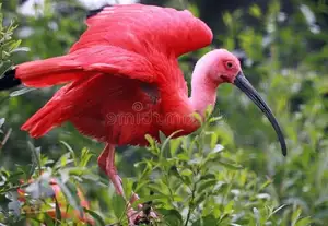 Scarlet Ibis: Caribbean's Vibrant Ecological Icon Soaring Through Wild Wetlands-3