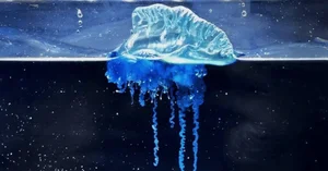The mesmerizing blue jellyfish discovered off the coast of Japan-0