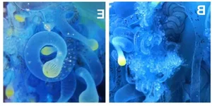 The mesmerizing blue jellyfish discovered off the coast of Japan-6