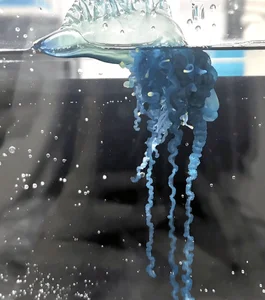 The mesmerizing blue jellyfish discovered off the coast of Japan-2