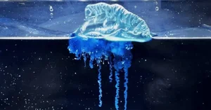 The mesmerizing blue jellyfish discovered off the coast of Japan-7