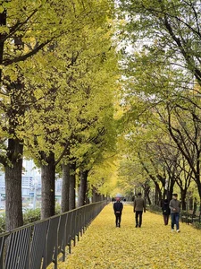 Moving to South Korea: A Complete Expat Guide to Living, Housing, and Cultural Integration in Seoul-10