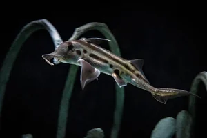 Discover the haunting beauty of the 300-million-year-old Ghost Shark-5