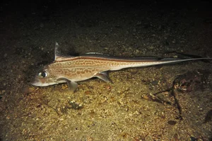 Discover the haunting beauty of the 300-million-year-old Ghost Shark-4