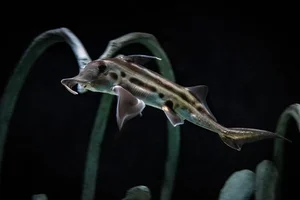 Discover the haunting beauty of the 300-million-year-old Ghost Shark-2