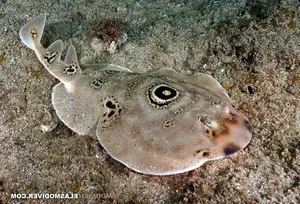 Mysterious Electric Ray: The Shocking Marine Creature Hunted by Ancient Greeks for Unique Powers-1