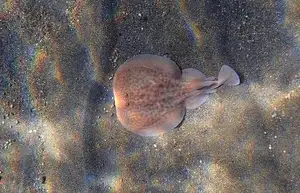 Mysterious Electric Ray: The Shocking Marine Creature Hunted by Ancient Greeks for Unique Powers-4