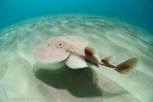 Mysterious Electric Ray: The Shocking Marine Creature Hunted by Ancient Greeks for Unique Powers-5