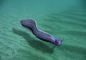 Bizarre Wonders of the Cambrian Explosion: Exploring the Alien-Like Ancient Marine Creatures That Redefined Evolutionary History-6