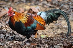 Discover the Red Junglefowl (Gallus gallus): The Stunning Wild Ancestor of Modern Domestic Chickens Found in Southeast Asia-2